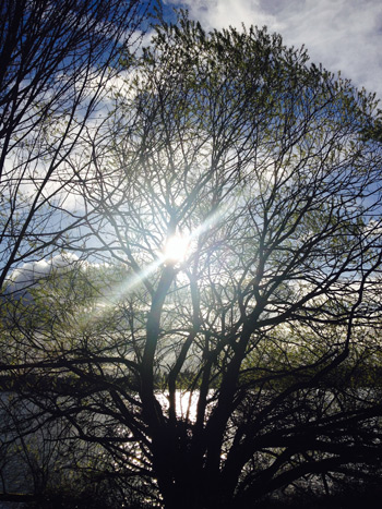 treeLight-350×467
